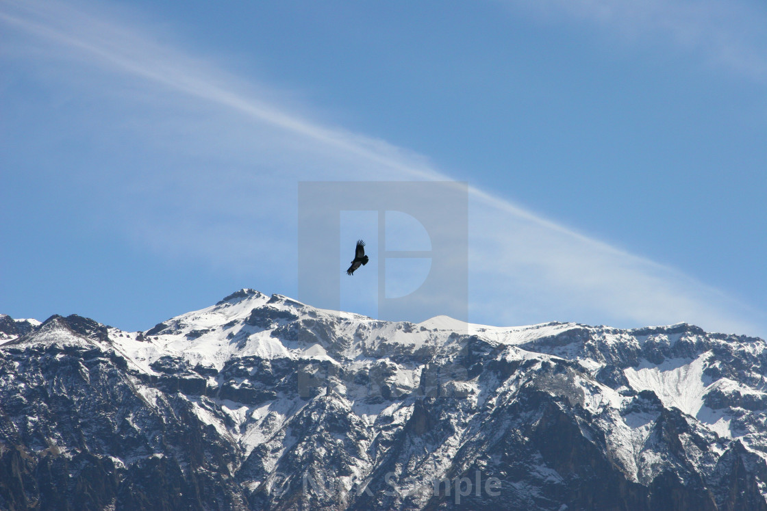 "Condor, Colca Canyon, Peru" stock image