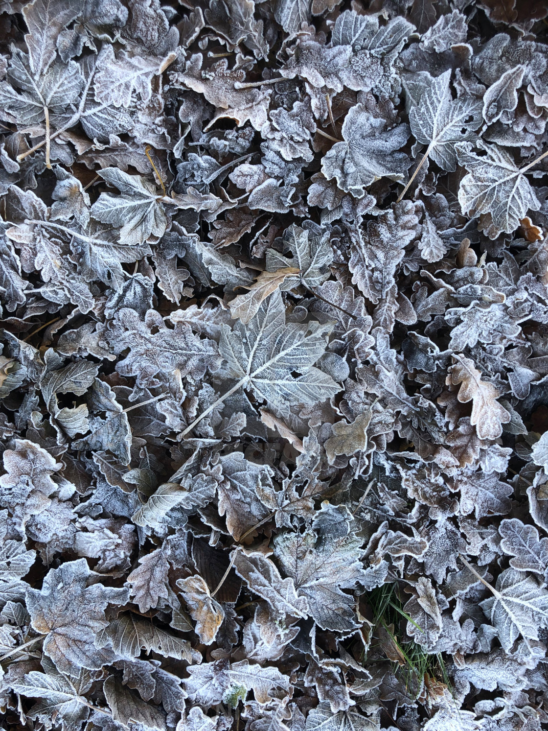 "Frosty Foliage" stock image