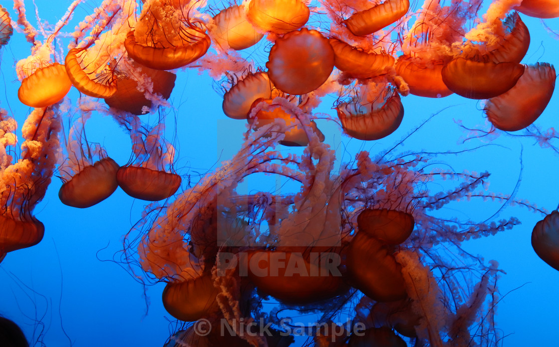 "Monterey Jellyfish" stock image