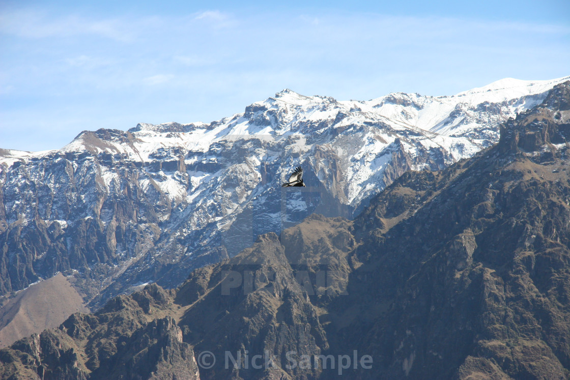 "That Condor moment..." stock image