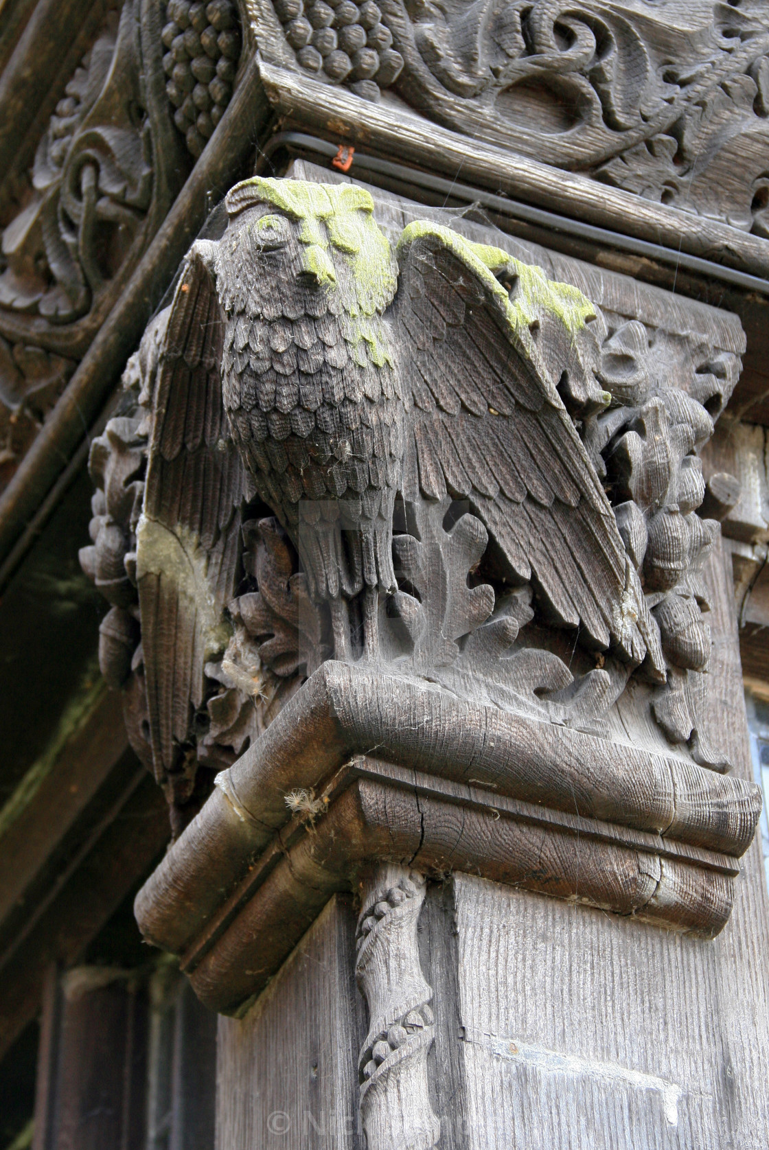 "The Cobwebbed Owl" stock image