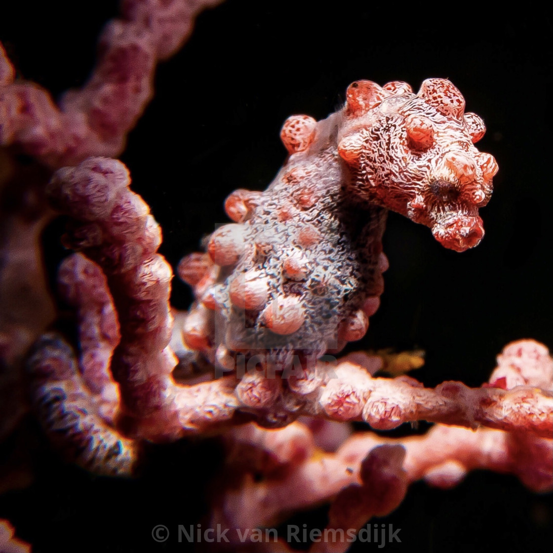 "A pigmy seahorse" stock image