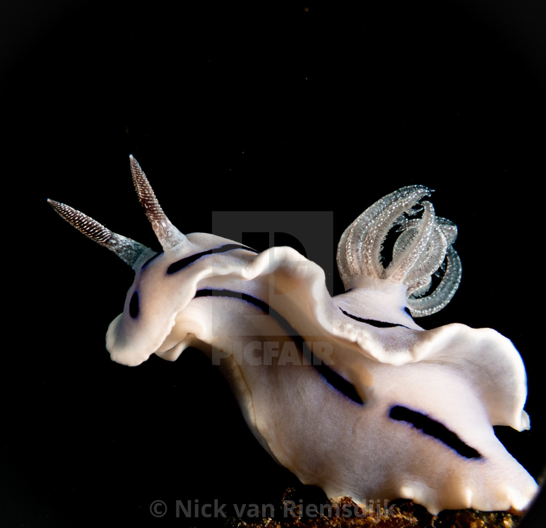 "Chromodoris Williani" stock image