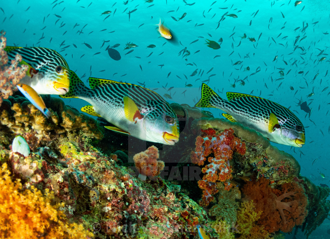 "Sweetlips" stock image