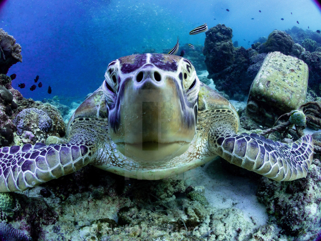 "Green turtle" stock image