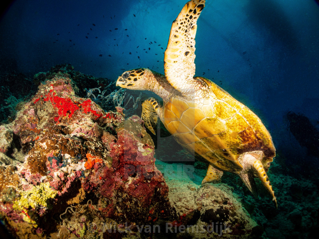 "Hawksbill Turtle" stock image