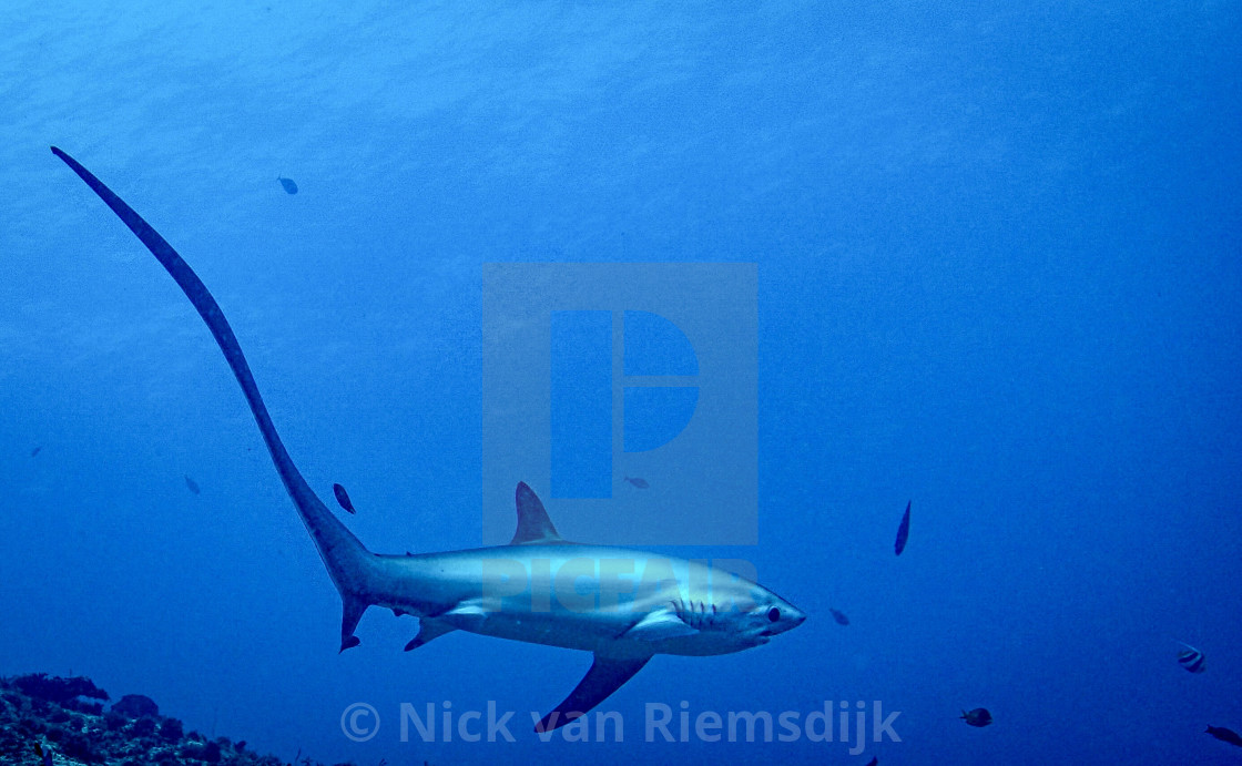 "Oceanic thresher shark" stock image