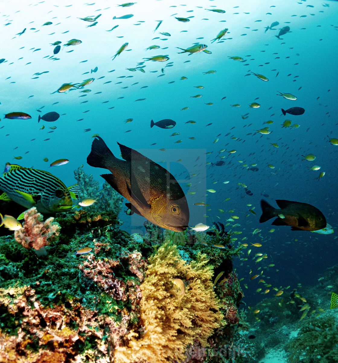 "Orlango island reefscape" stock image