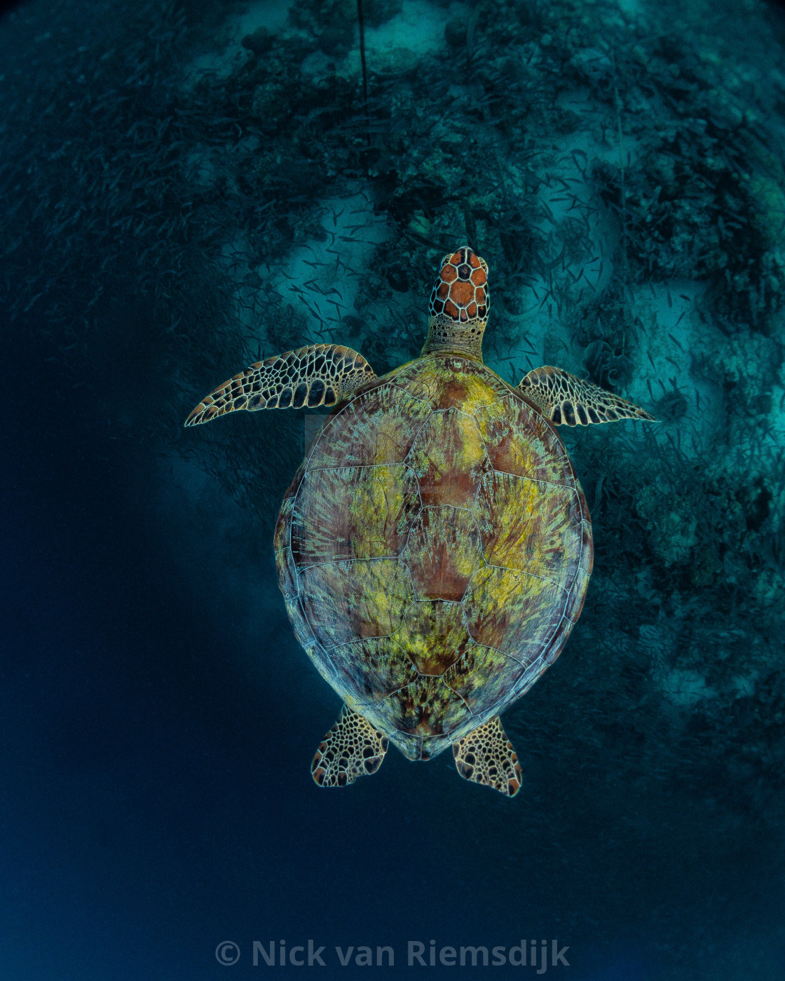 "Green turtle" stock image