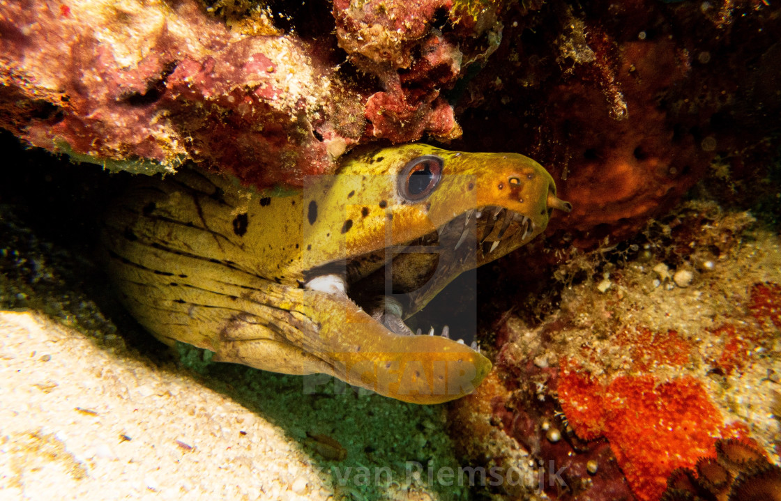 "fimbriated morey eel" stock image