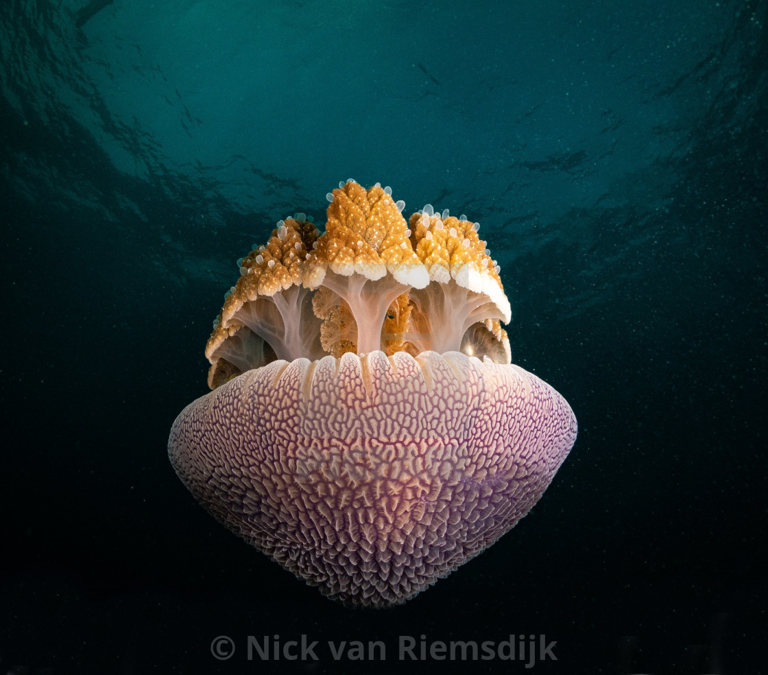 "Canon ball jellyfish" stock image