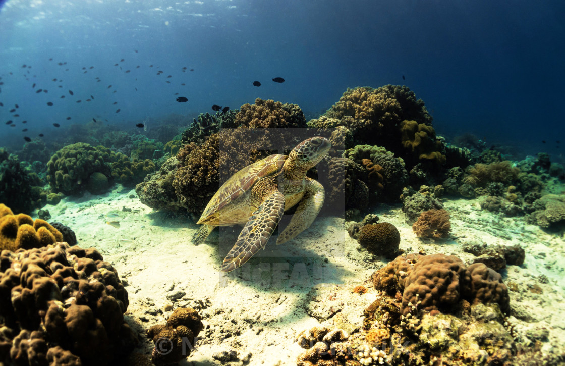 "Green turtle" stock image