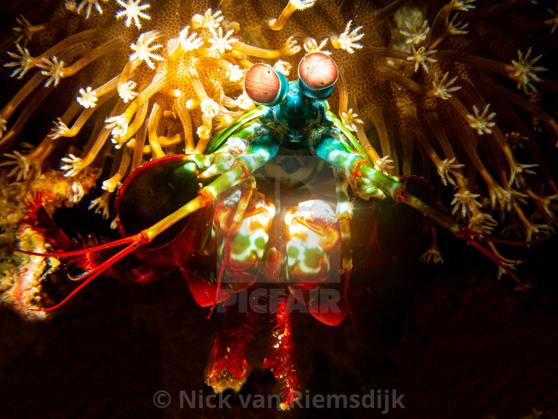 "Peacock mantis shrimp" stock image