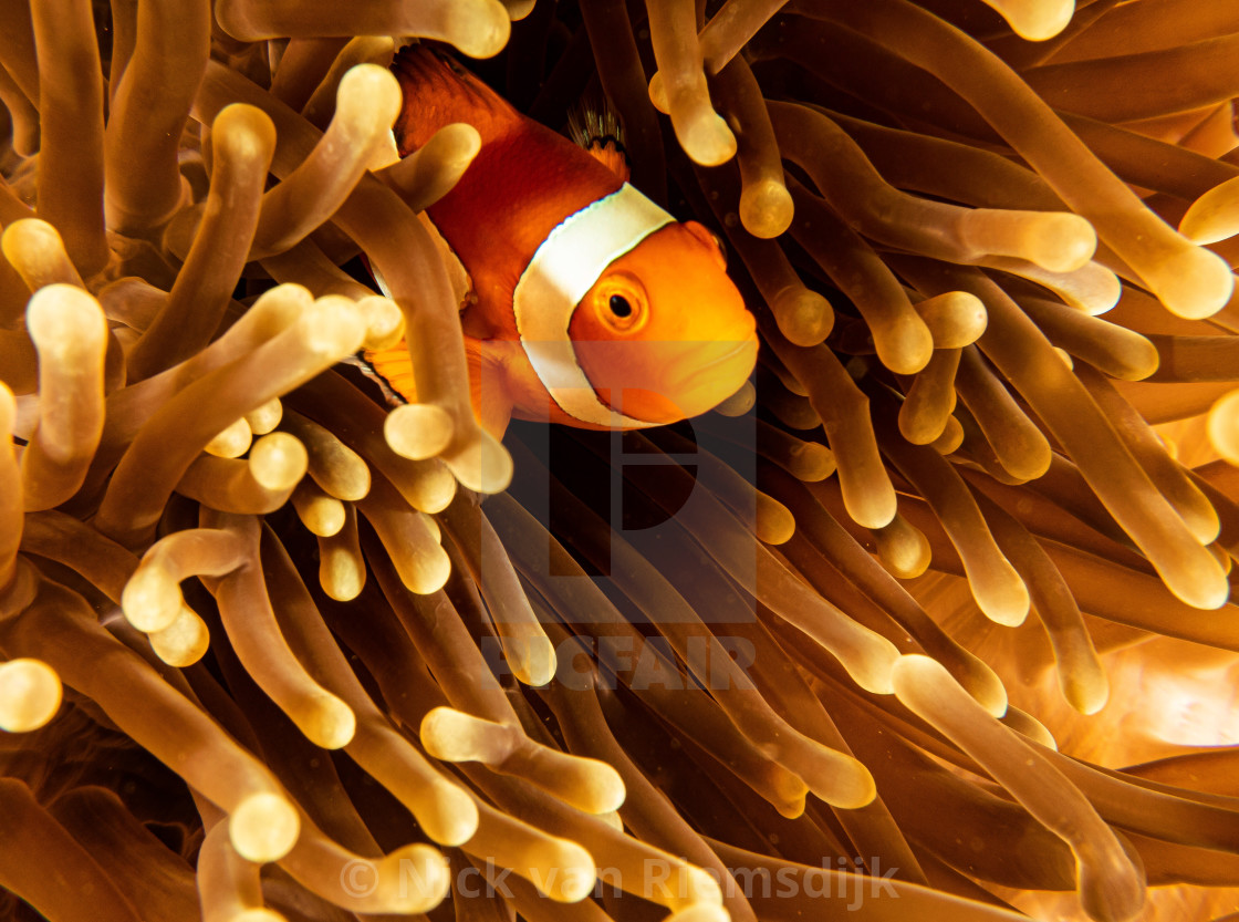 "Clown fish peekaboo" stock image