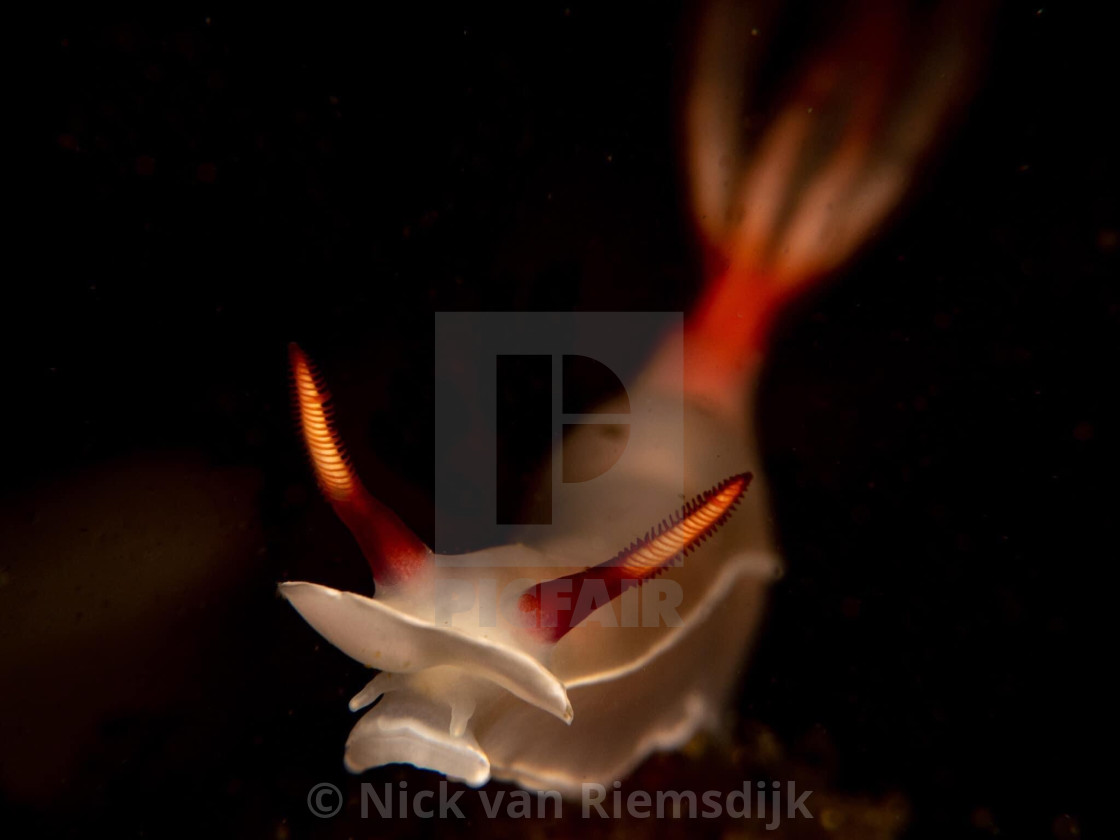 "Nudibranch" stock image