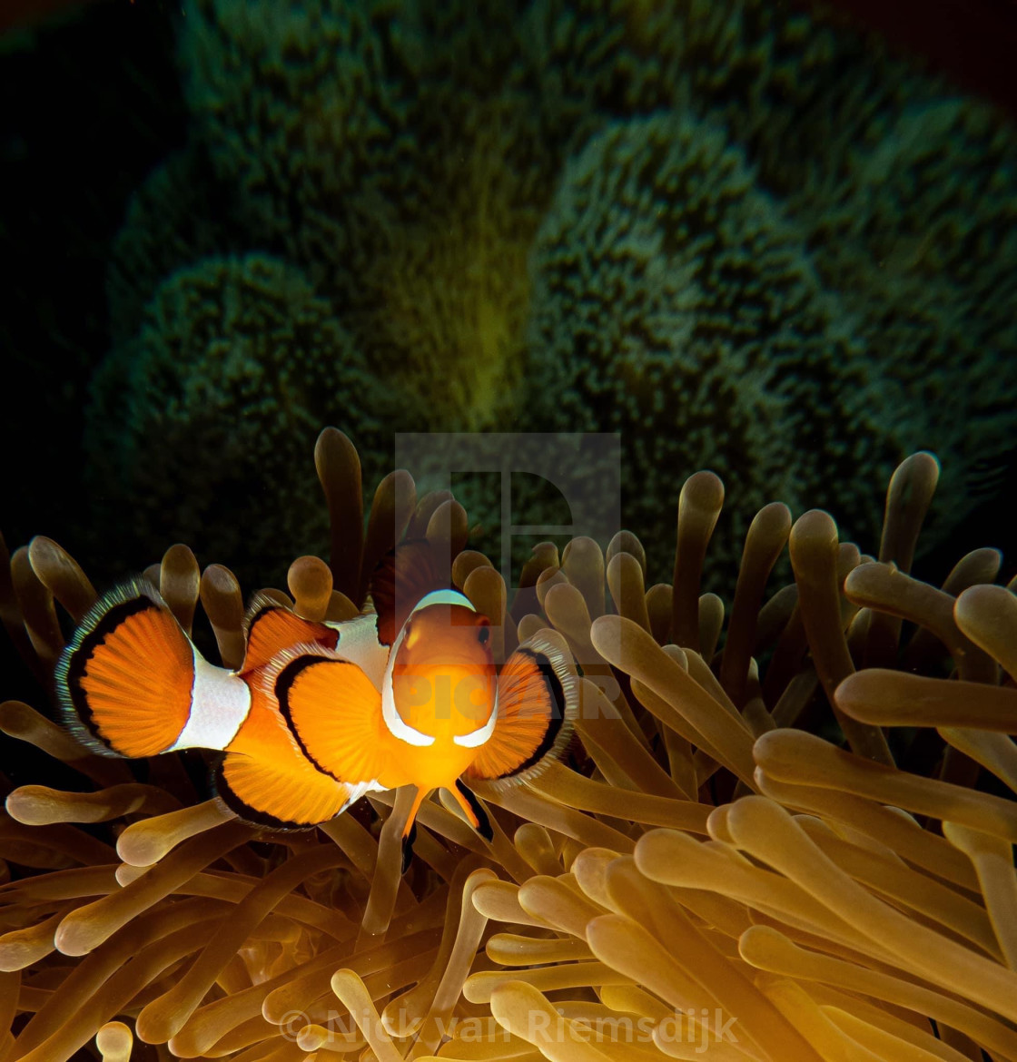 "Clown fish" stock image