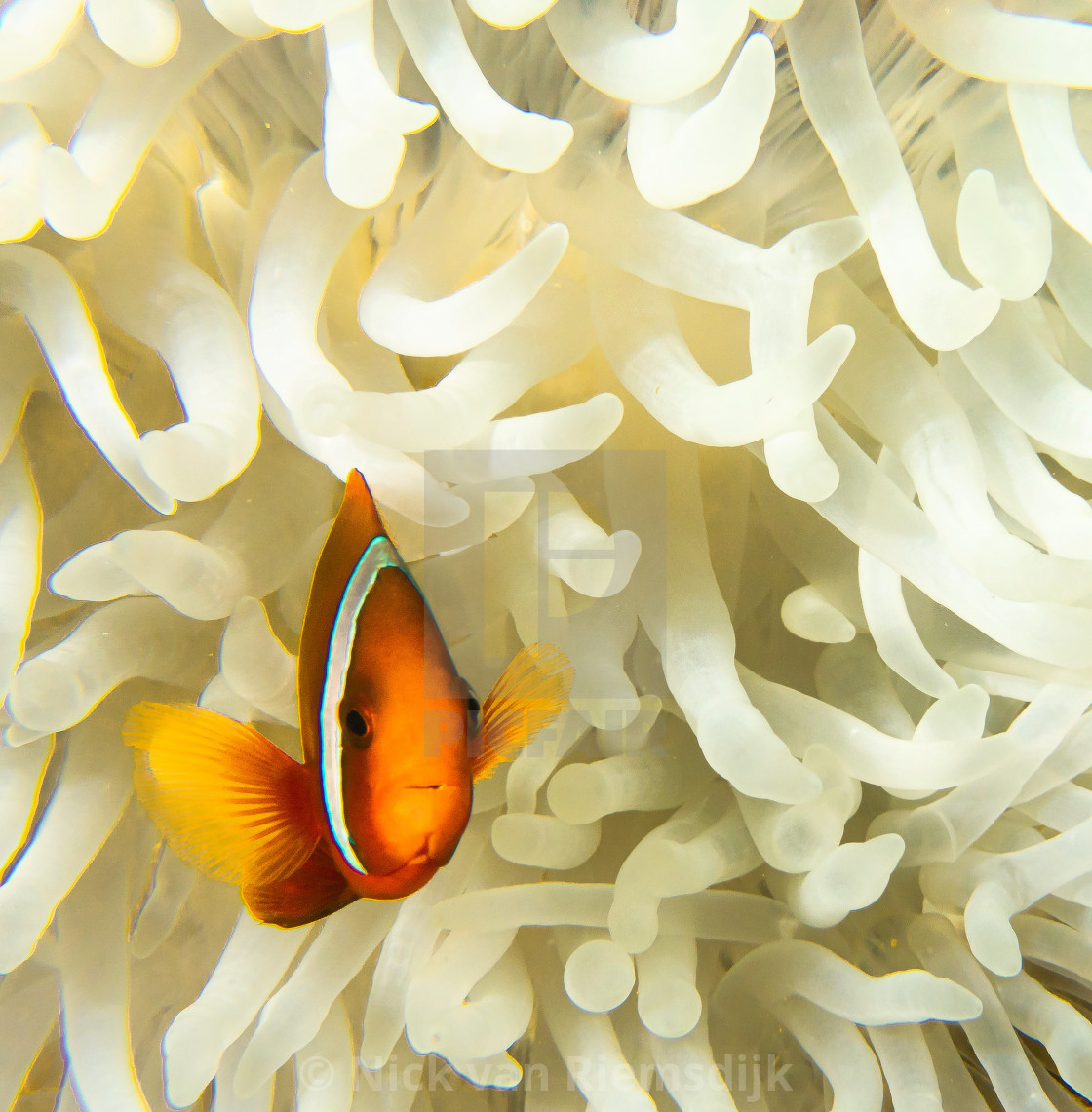 "Clownfish white anemone" stock image