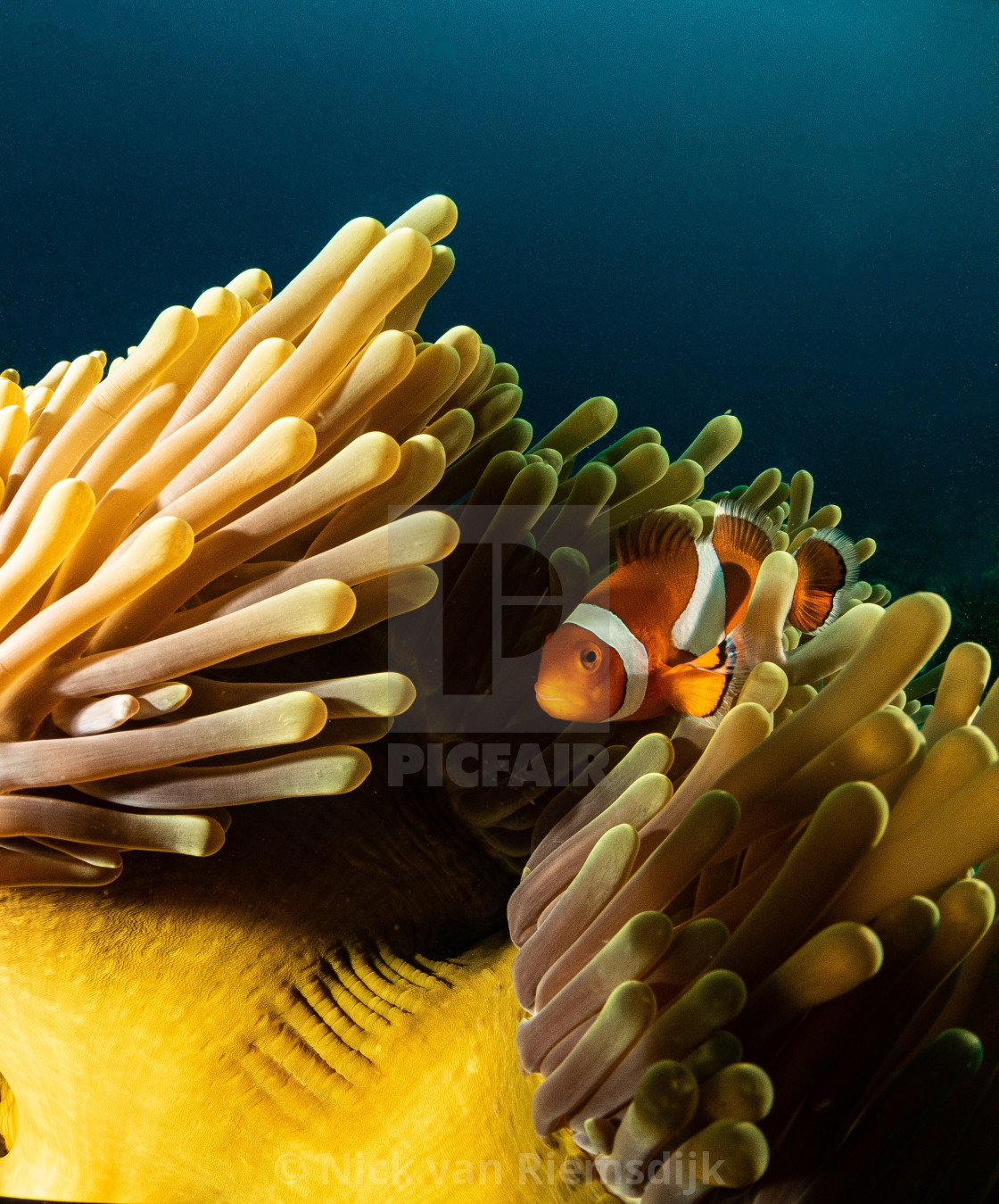 "Clown fish , magnificent anemone" stock image