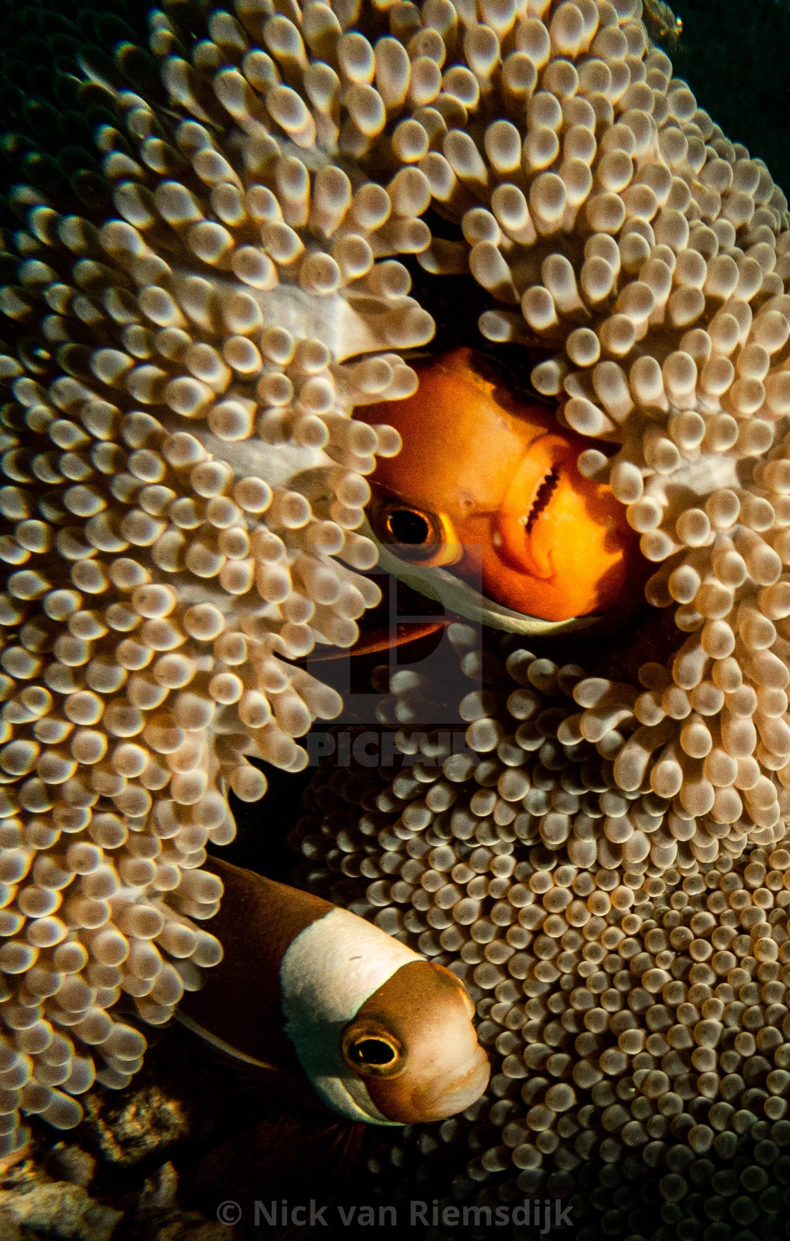 "Clown fish" stock image