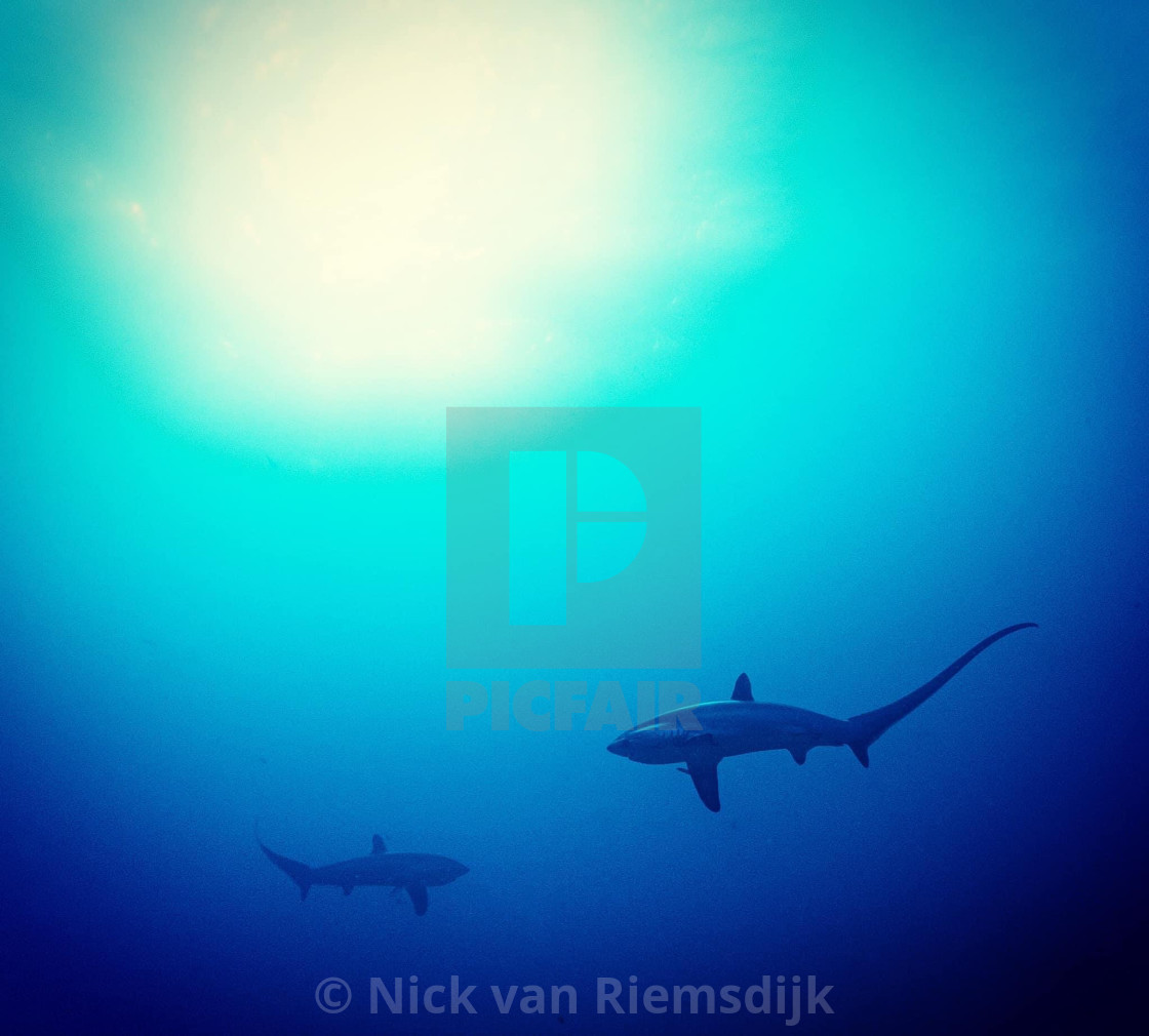 "Pelagic thresher sharks" stock image