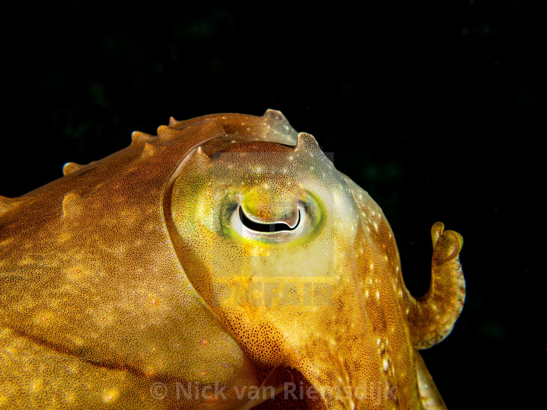 "Cuttlefish" stock image