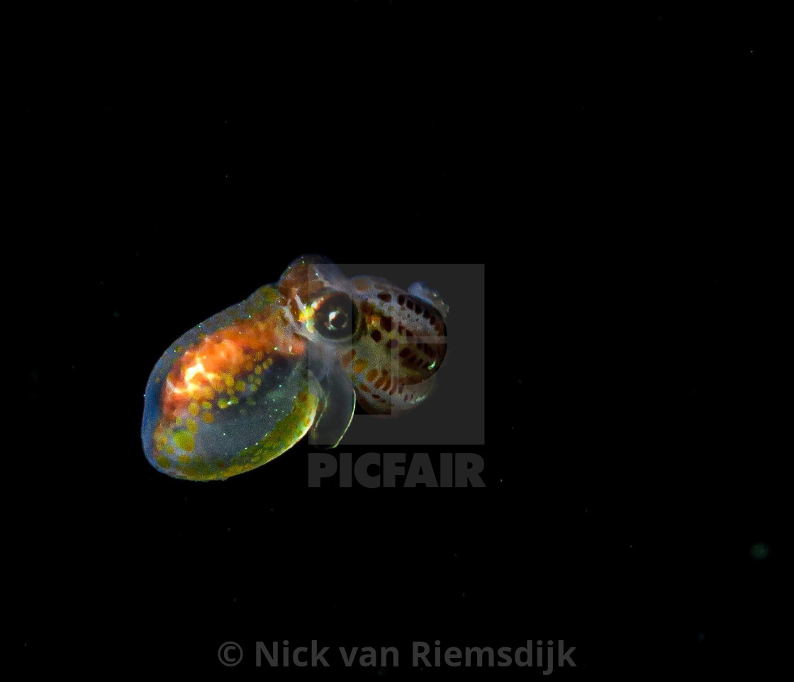 "Bobtail squid" stock image