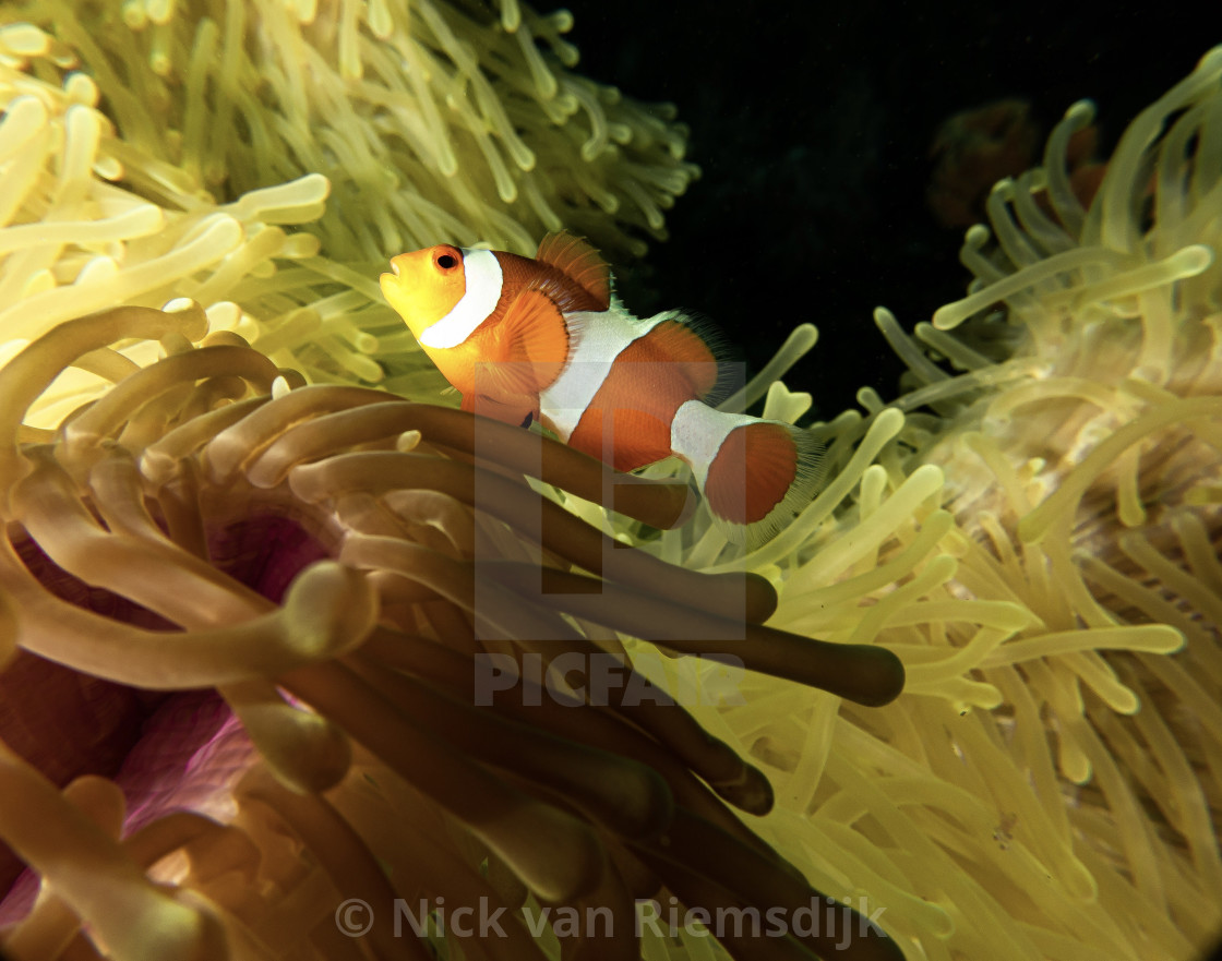 "Clownfish in anemone" stock image