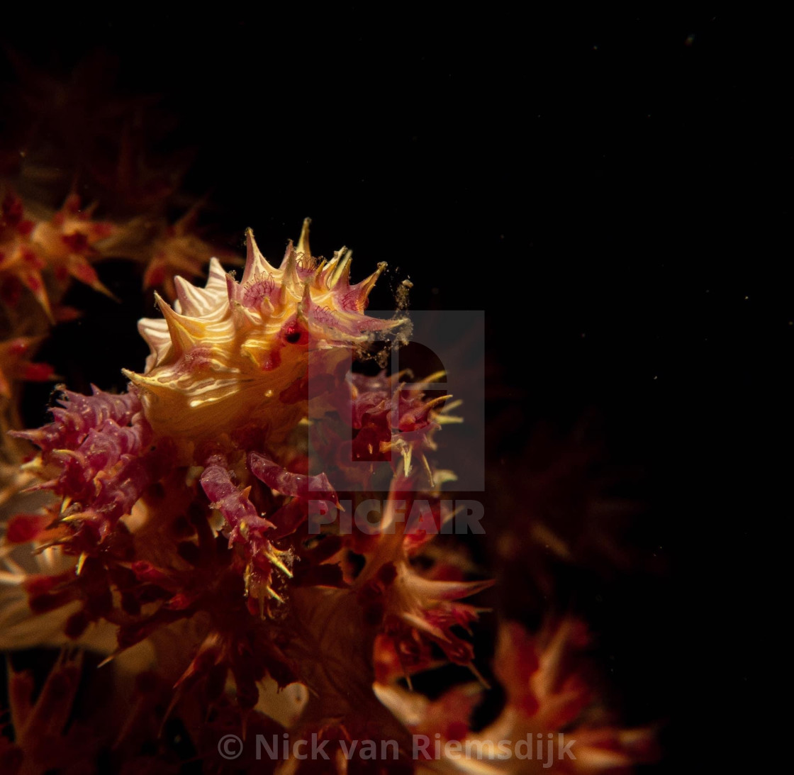 "Candy crab on soft coral" stock image