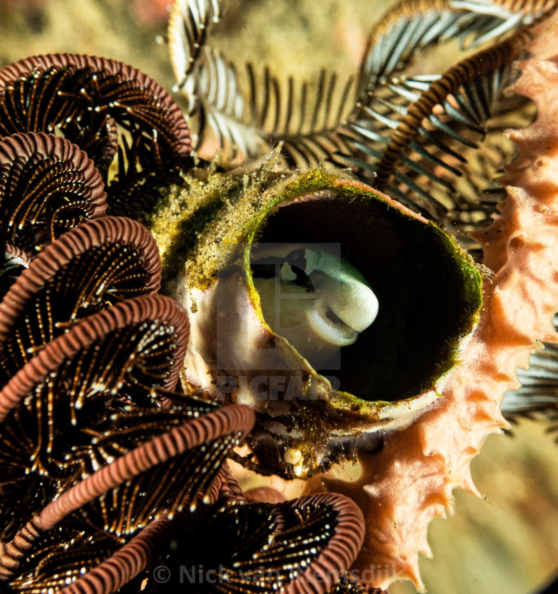 "Fangtooth blenny peekaboo" stock image