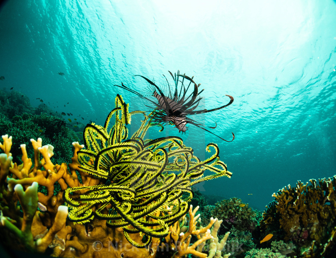 "A lion fish" stock image