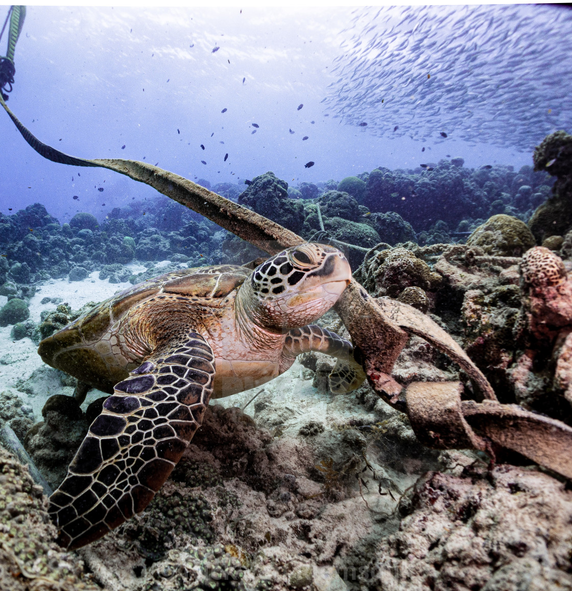 "Green turtle in Moalboal" stock image