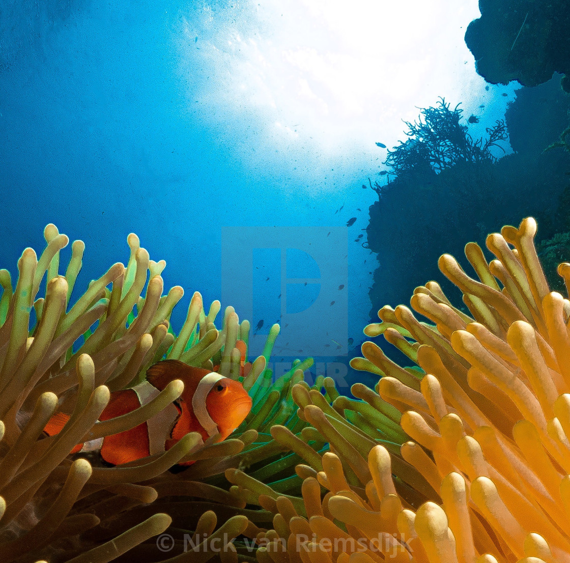 "Clown fish" stock image