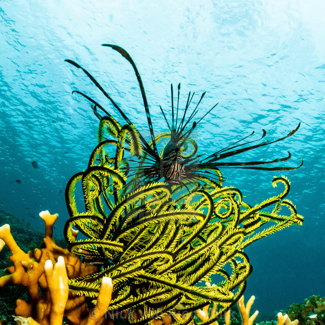 "Lionfish in yellow crynoid" stock image