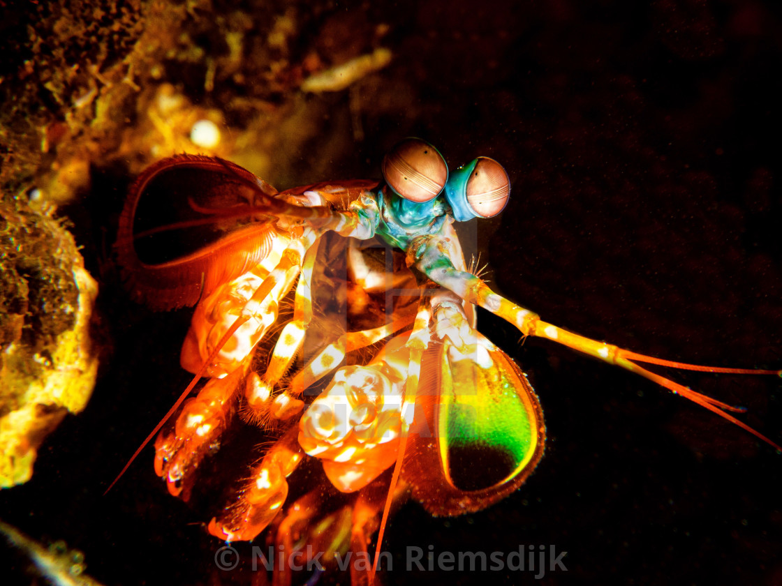 "Peacock mantis shrimp" stock image