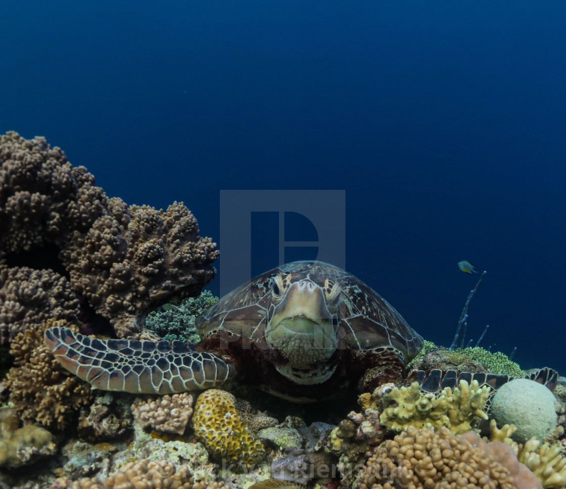 "Green turtle" stock image