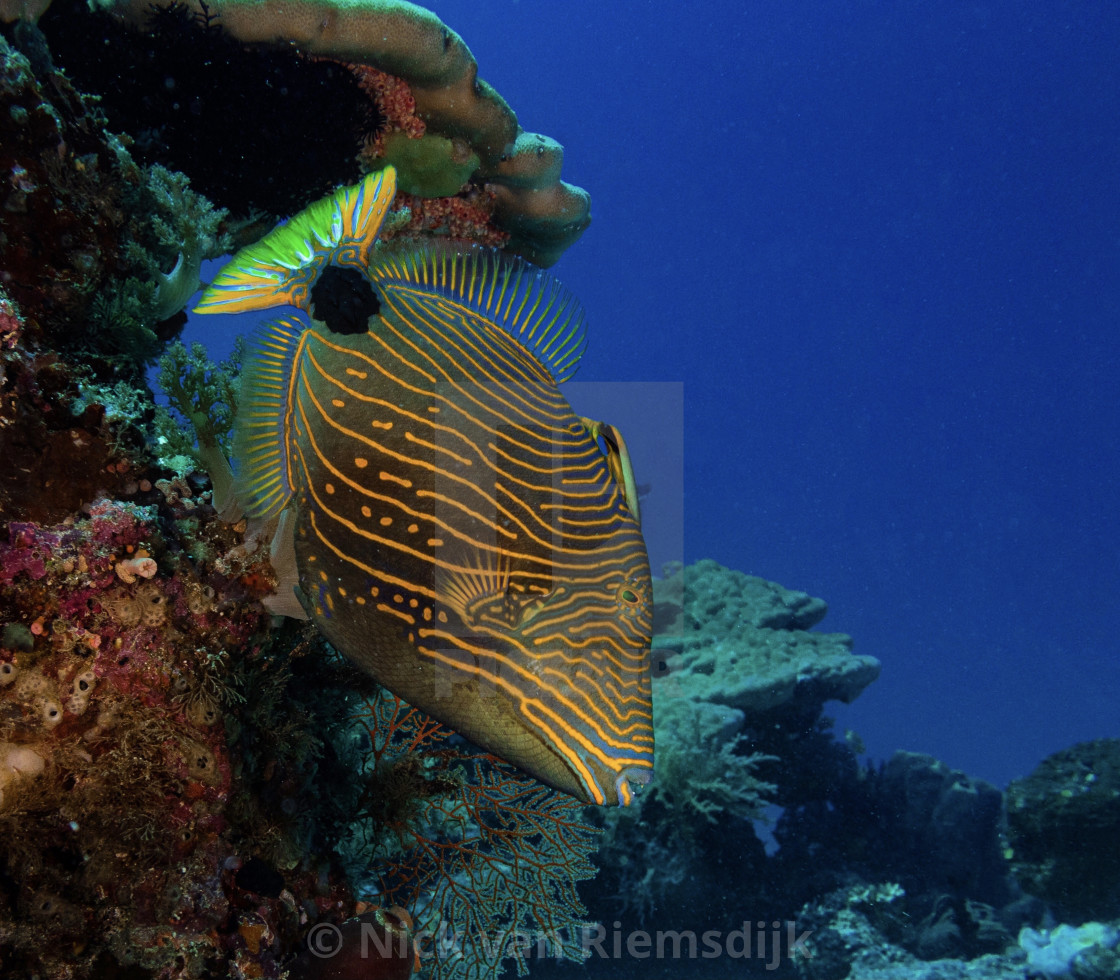 "Orange lined trigger fish" stock image