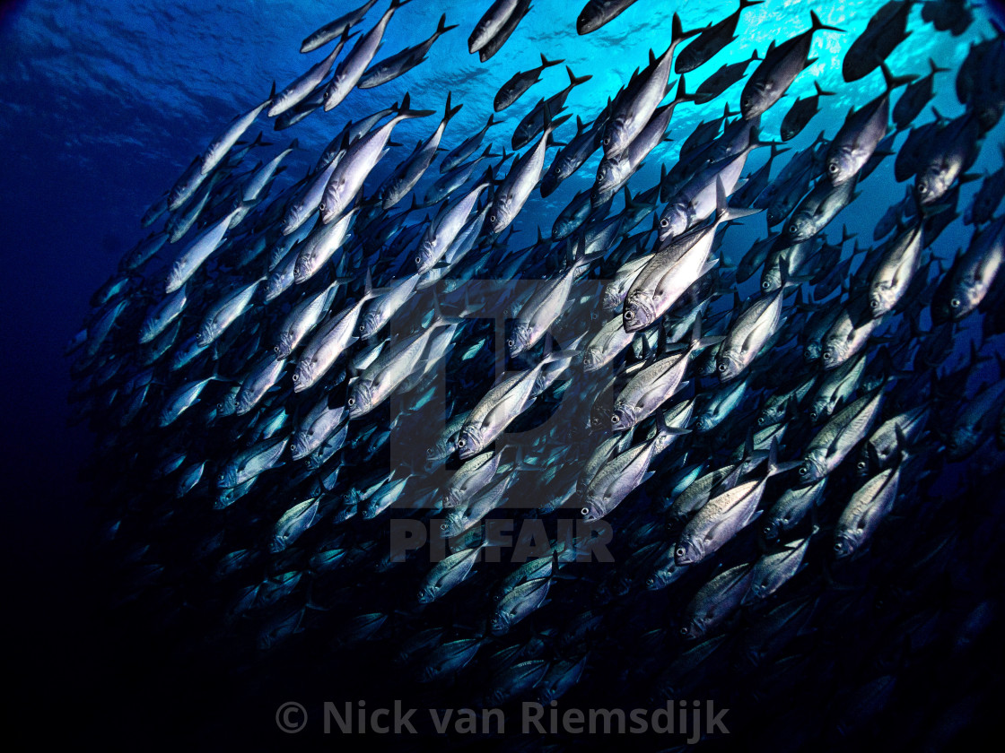 "Schooling jacks" stock image