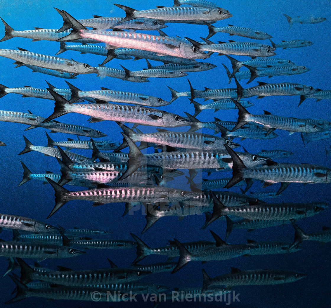 "Barracuda school" stock image