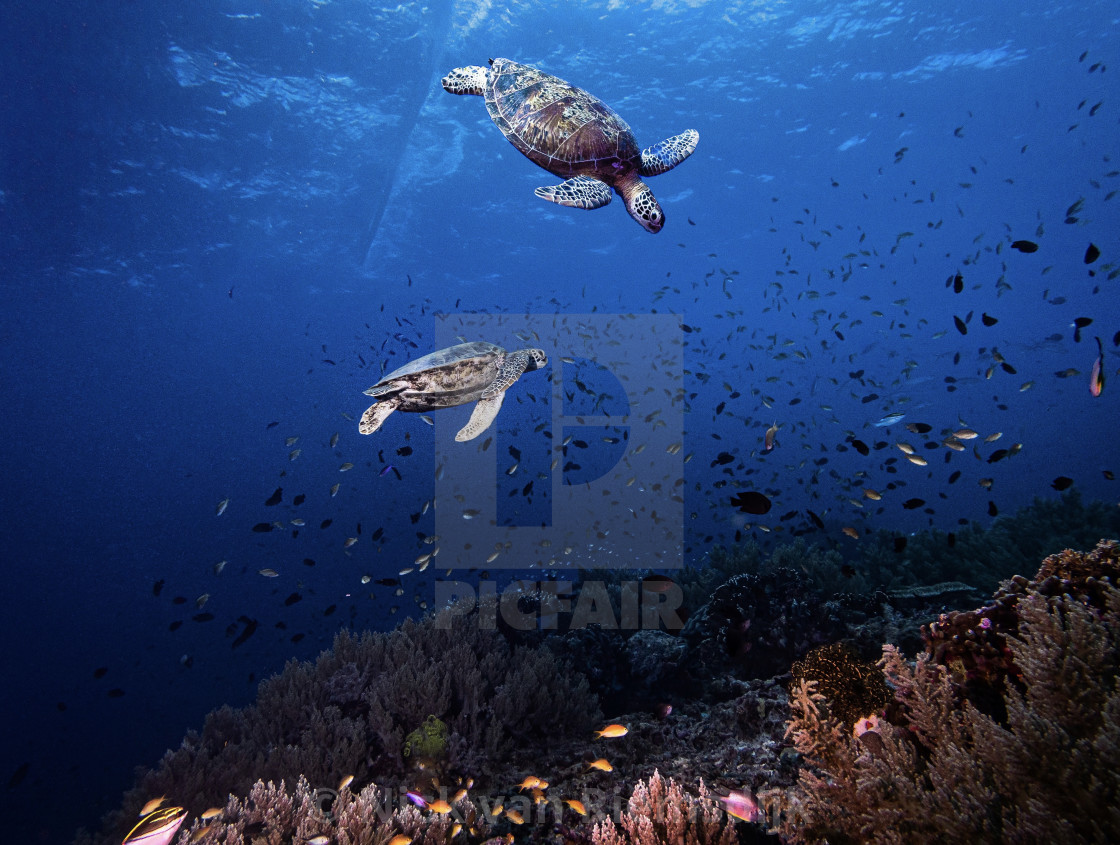 "Two green turtles" stock image