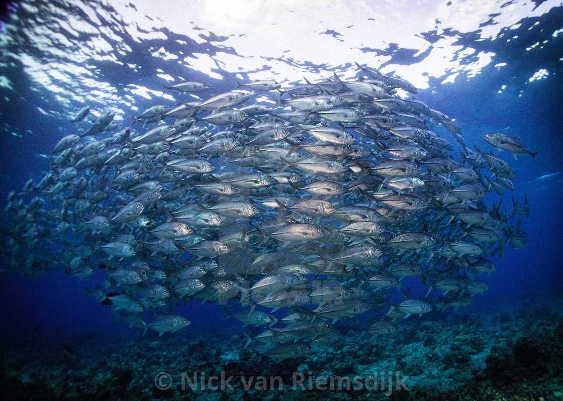 "schooling jackfish" stock image