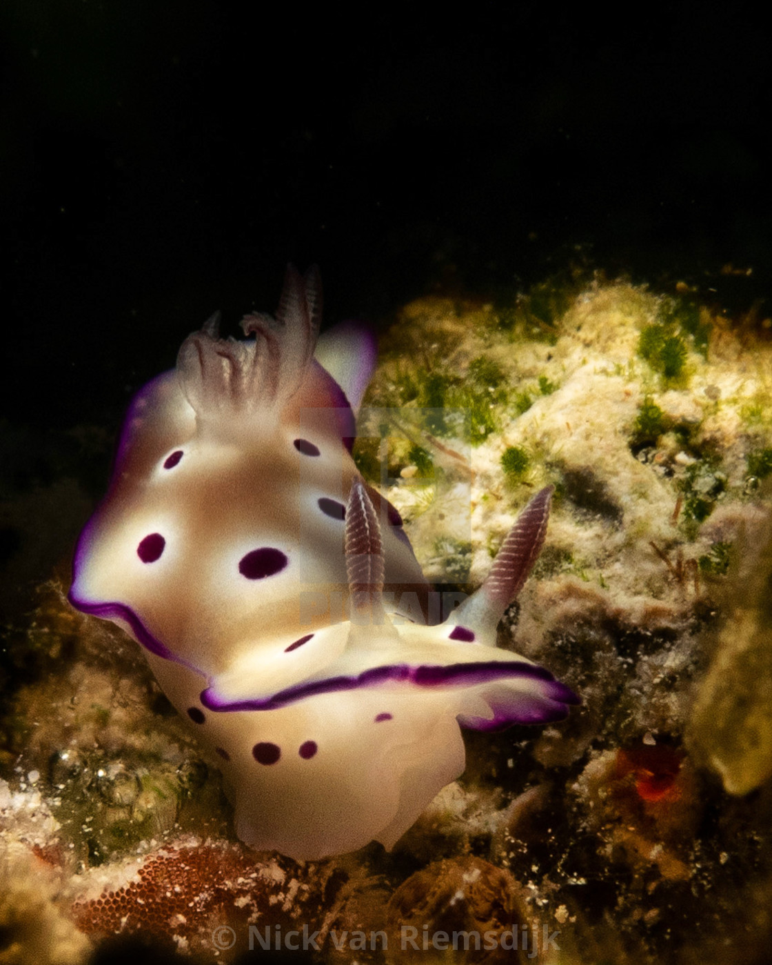 "nudibranch" stock image