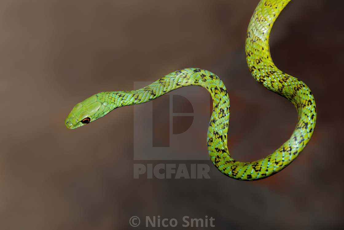 "Alert spotted bush snake" by Nico Smit - £7.44 "Alert spotted bush snake" stock image