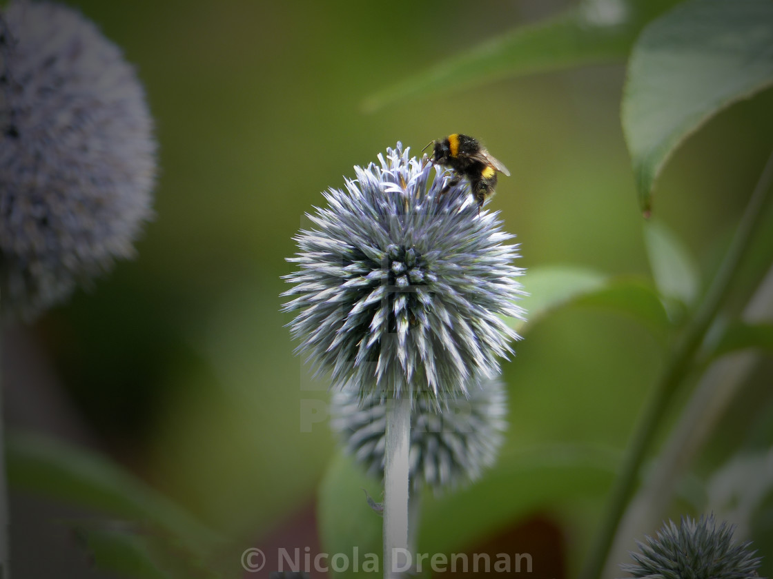 "A Bee sitting on an Echinops flower head" stock image