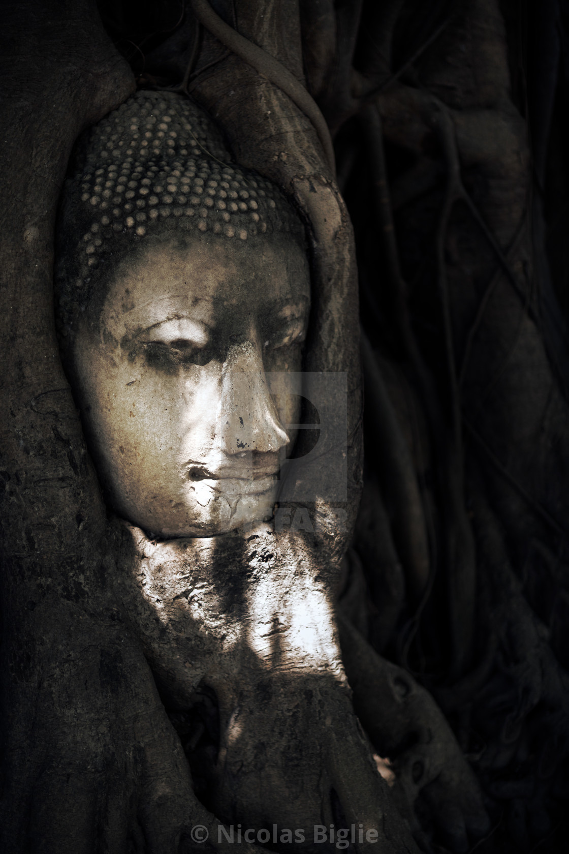 "Buddha Head Sits in Growing Tree Roots" by Nicolas Biglie - $22.95 "Buddha Head Sits in Growing Tree Roots" stock image