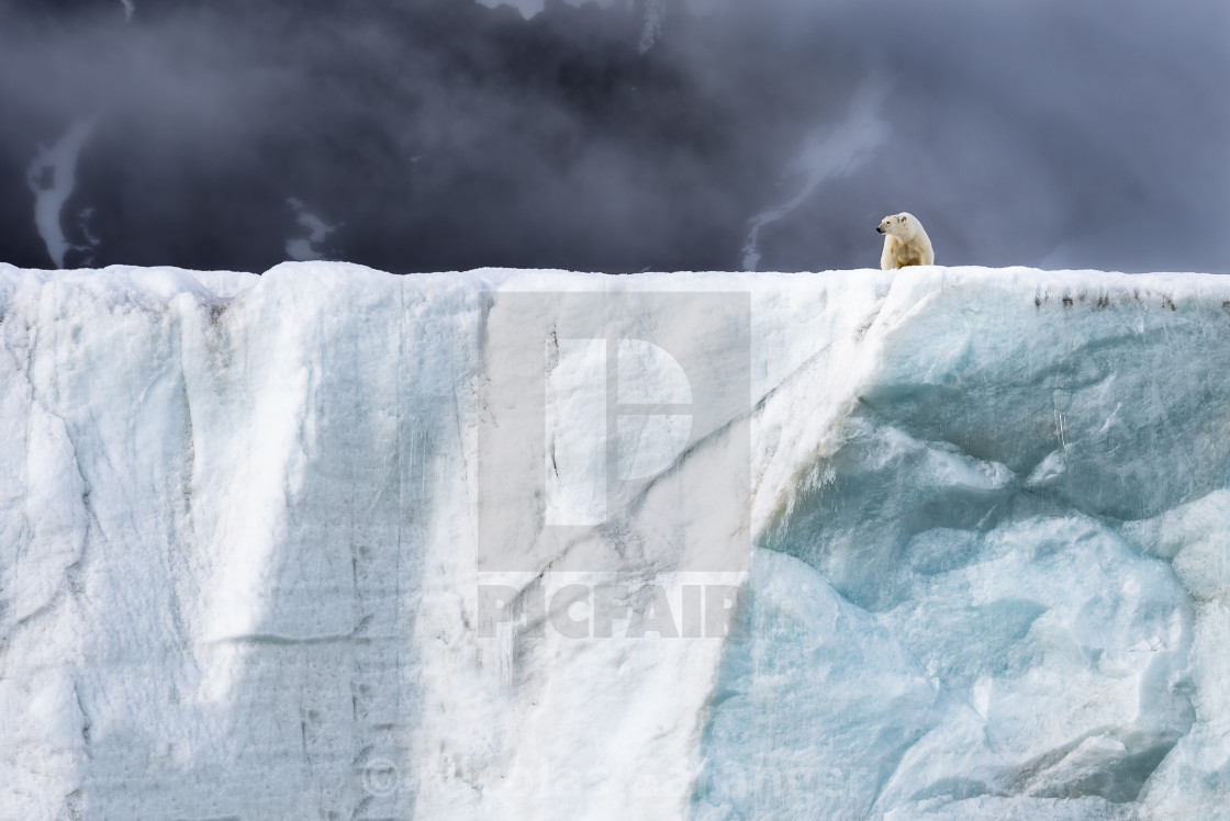 "polar bear, king of the Svalbard" stock image