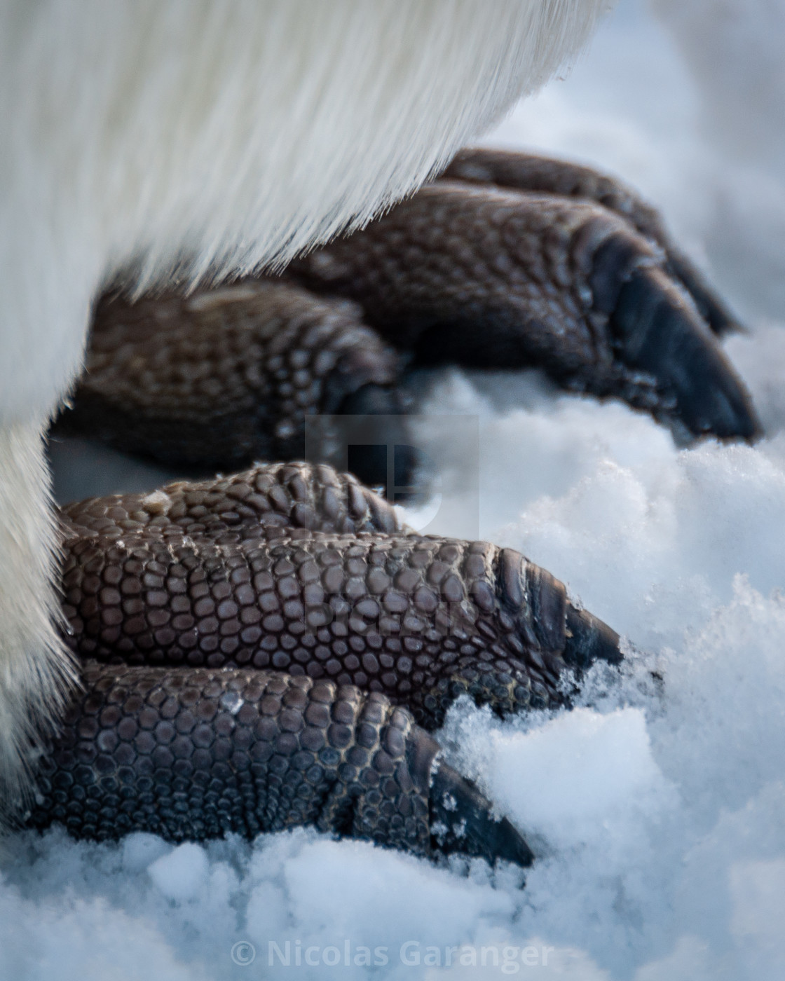 "Emperor penguin feet" stock image