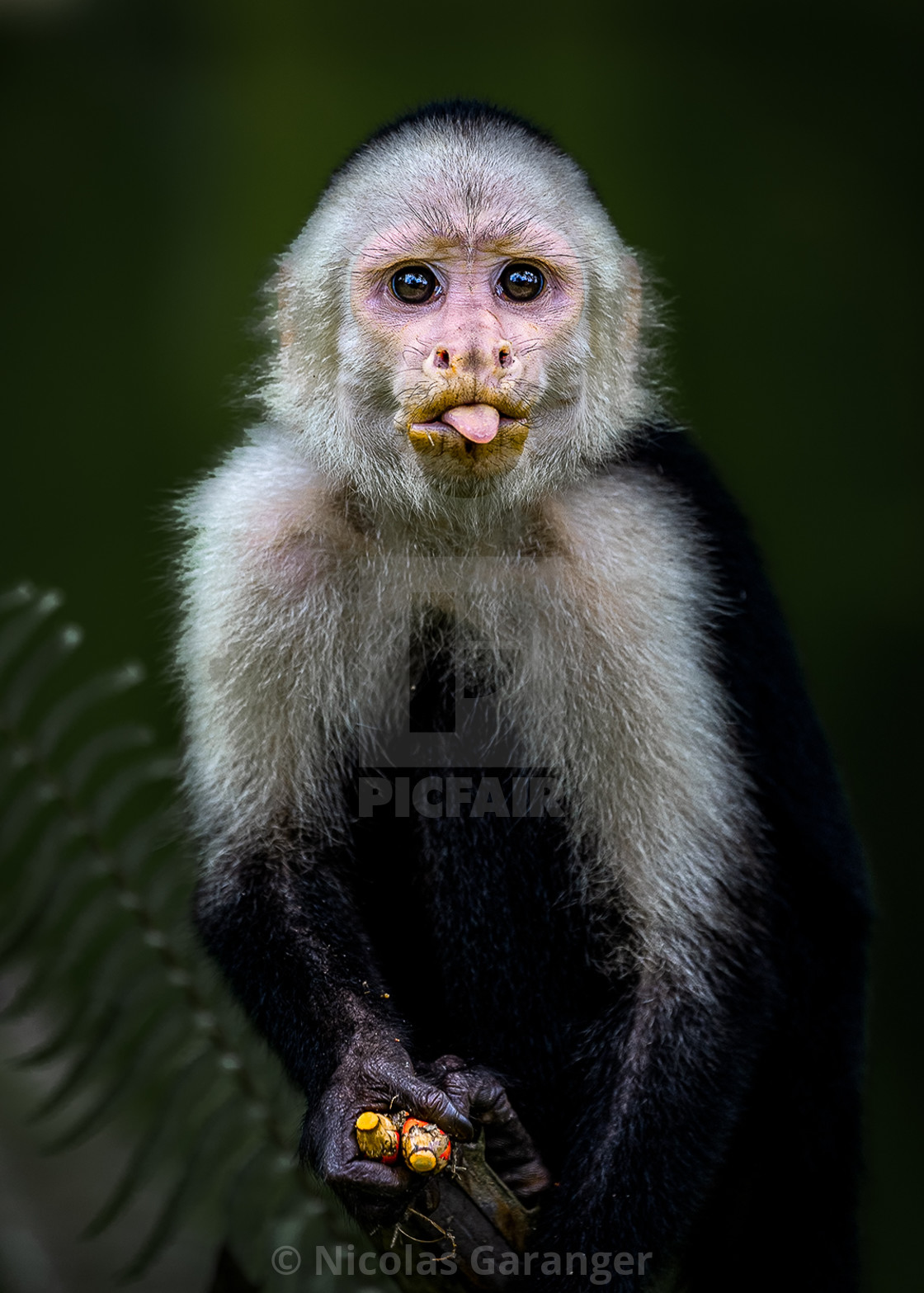 "Capuchin monkey" stock image