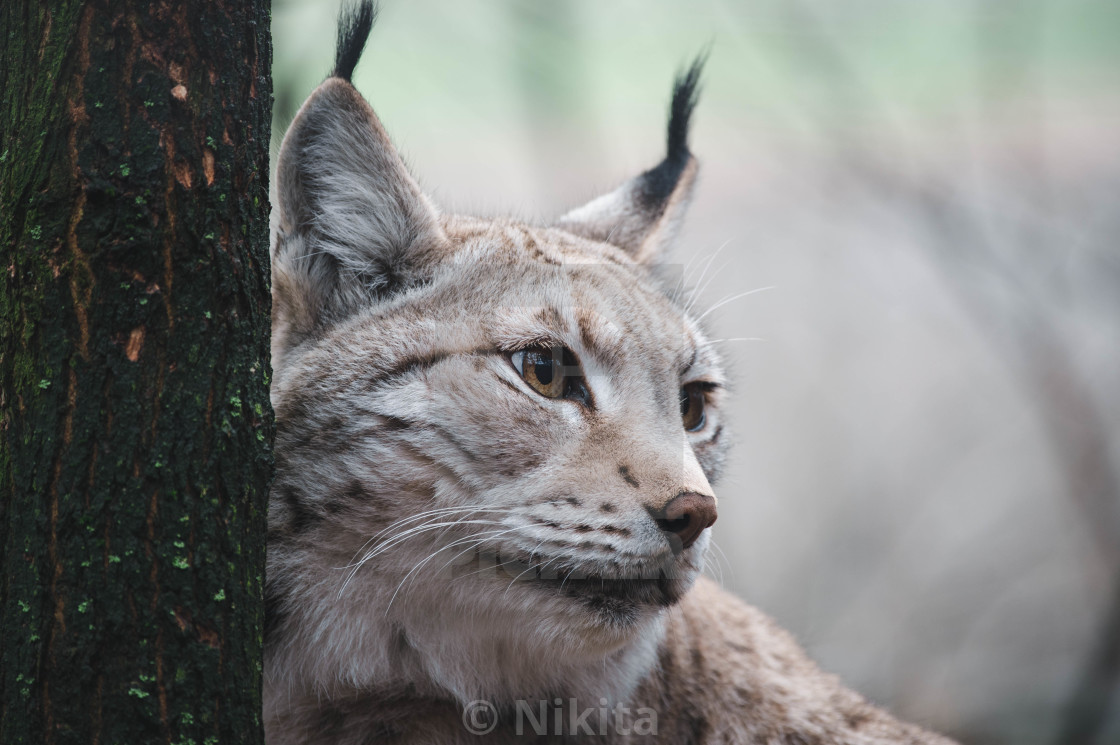 "Lynx" stock image