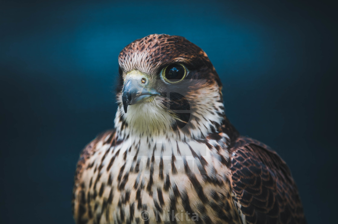 "Hawk" stock image