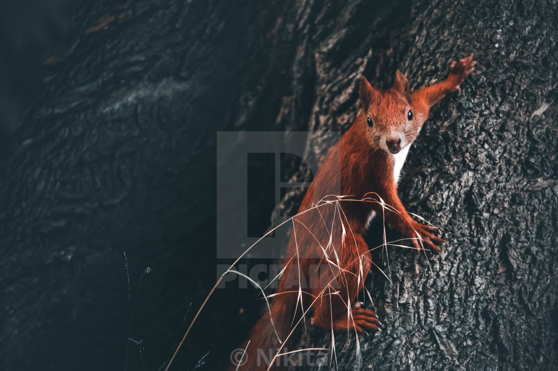 "Curious squirrel" stock image